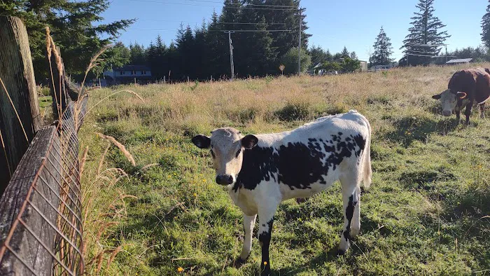 River Oaks RV Park-Campground Picture 4