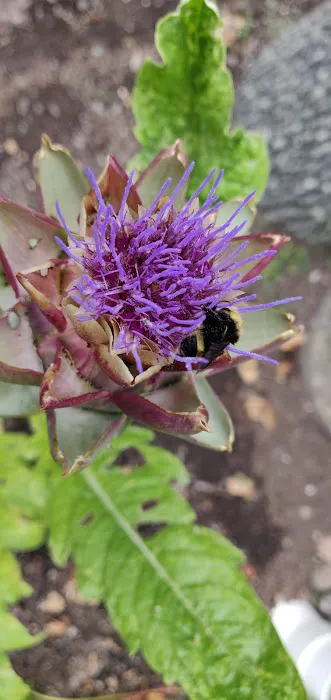 Paradise Island Park Picture 3