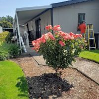 Paradise Island Park ico