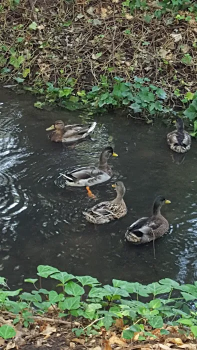 Paradise Island Park Picture 7