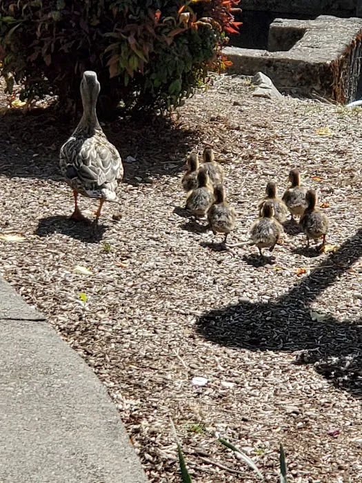 Lakeside Village Mobile Home Community Picture 4