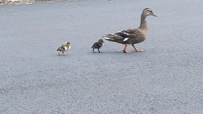 Lakeside Village Mobile Home Community Picture 10