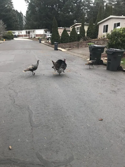 Southbrook Mobile Home Park Picture 6