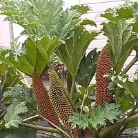 Glenwood Village ico