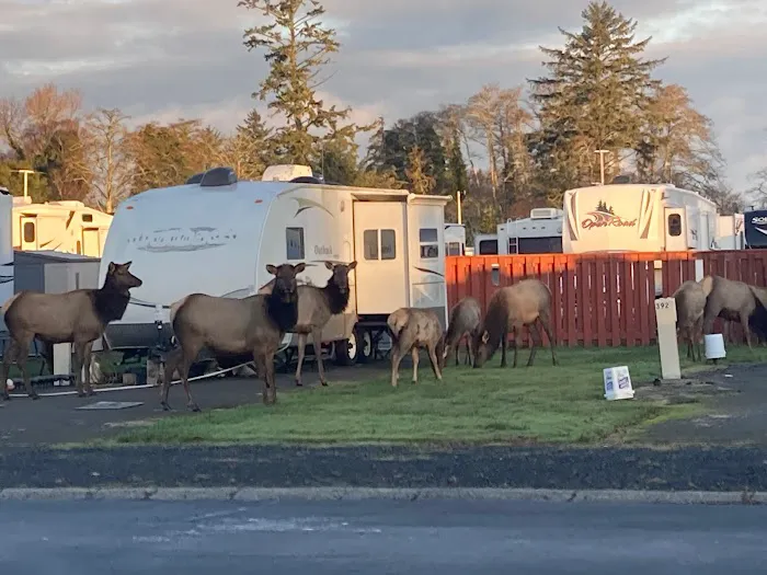 Alder Creek Village 55+ Park Picture 1