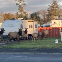 Alder Creek Village 55+ Park ico