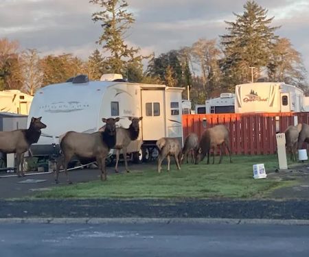 Alder Creek Village 55+ Park