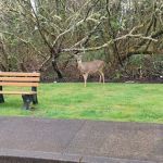 Shore Terrace Estates