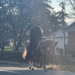 Chinook Trailer Park