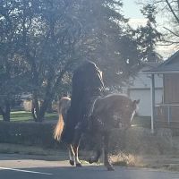 Chinook Trailer Park ico