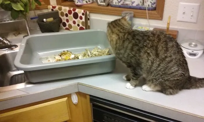 Chinook Trailer Park Picture 5