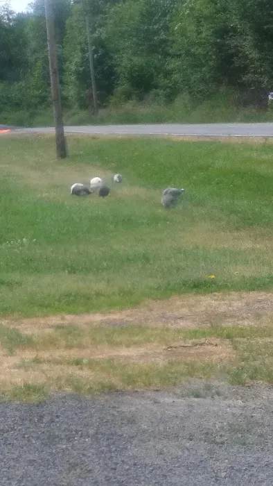 Mayfield RV Park Picture 1