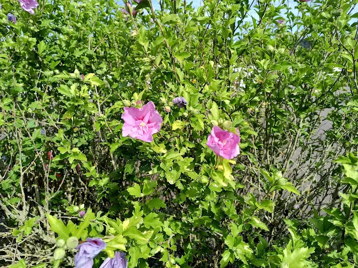 Emerald Valley RV Park Picture 9