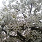 Jefferson Mobile Acres