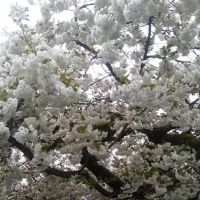 Jefferson Mobile Acres ico