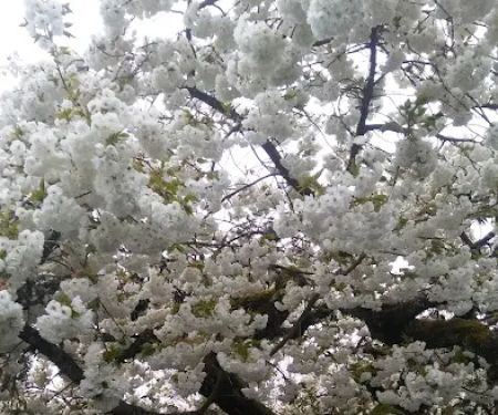 Jefferson Mobile Acres