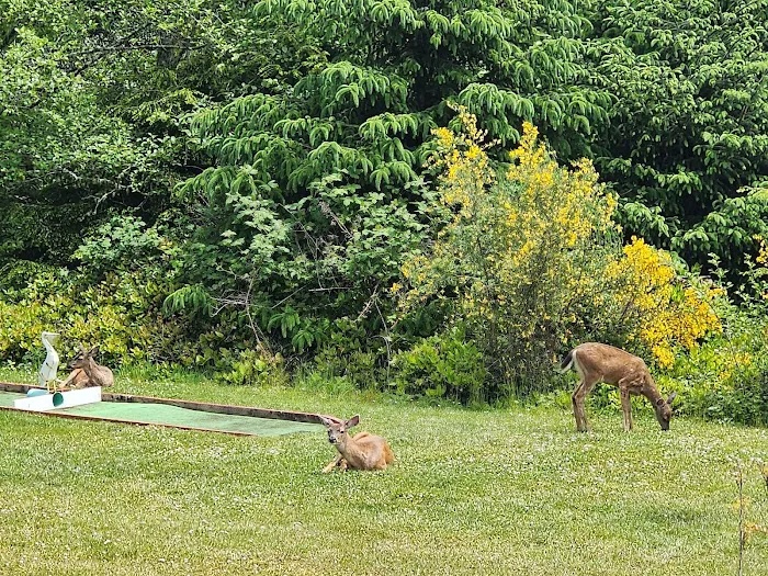 Eagles Nest RV Resort Picture 5