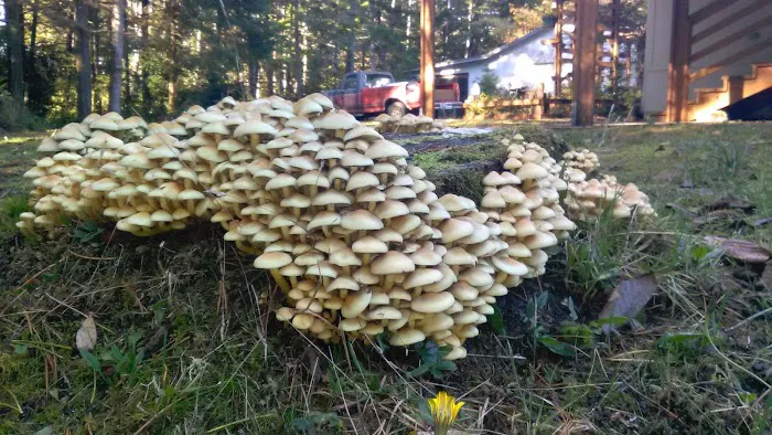 Sandcastle RV Park Picture 5