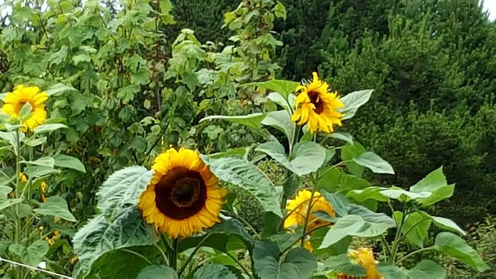 Cranberry Community LLC & RV Park Picture 5