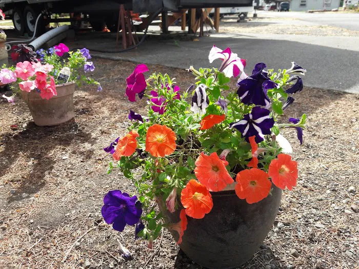 Harrison RV/Mobile Home Park Picture 2