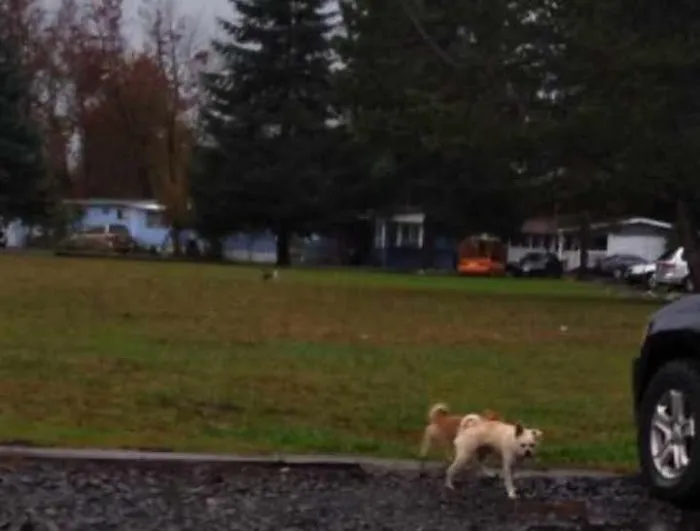 Mountain Road Park LLC & RV Park Picture 8