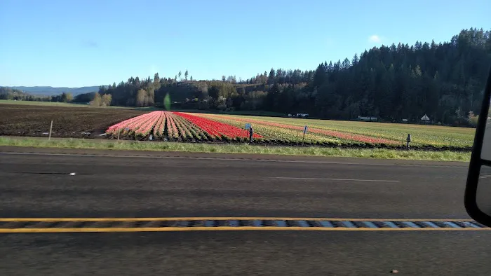 Mountain Road Park LLC & RV Park Picture 9