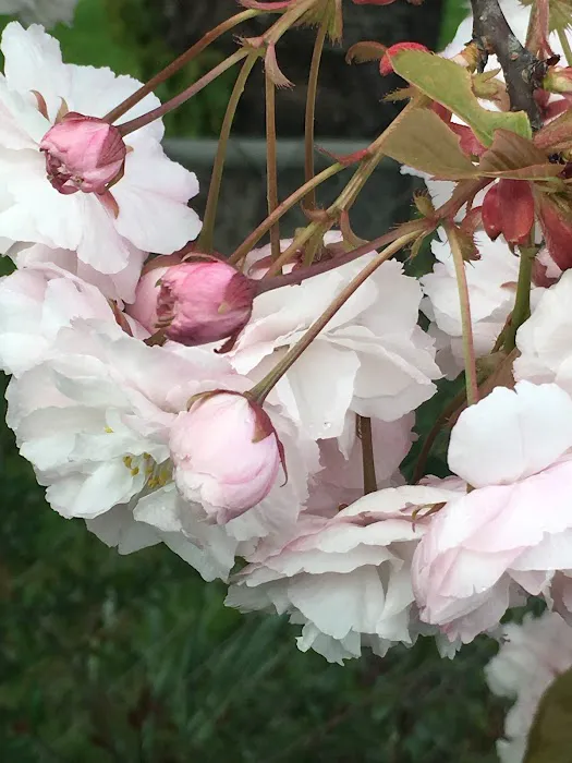 Ash Creek Mobile & RV Park Picture 2