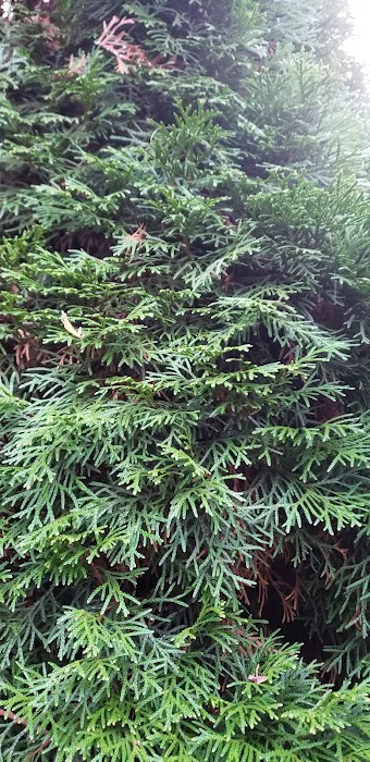 Ash Creek Mobile & RV Park Picture 4