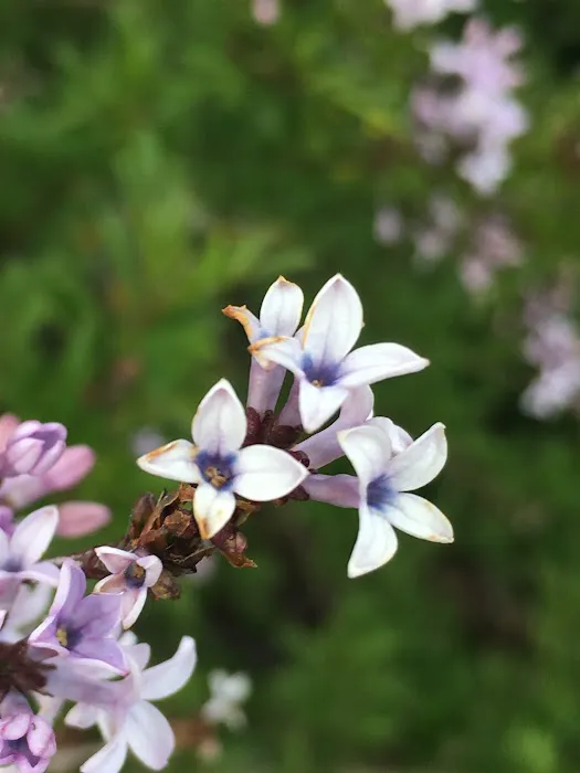 Ash Creek Mobile & RV Park Picture 7