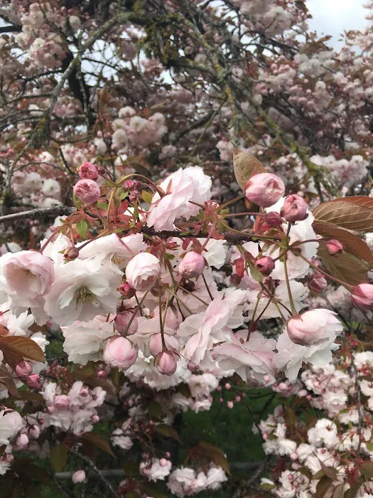 Ash Creek Mobile & RV Park Picture 8