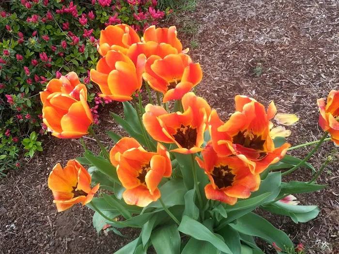 Meadow Creek Village Picture 3