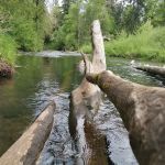 Meadow Creek Village