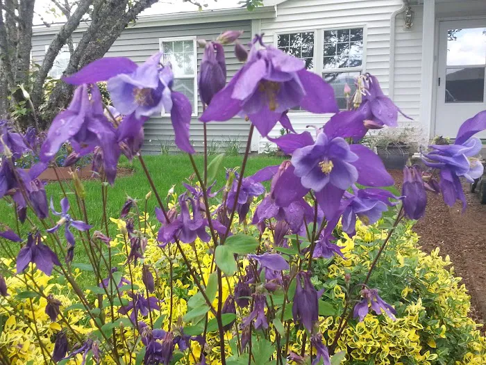 Meadow Creek Village Picture 8