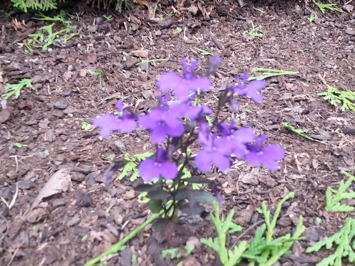 Meadow Creek Village Picture 5