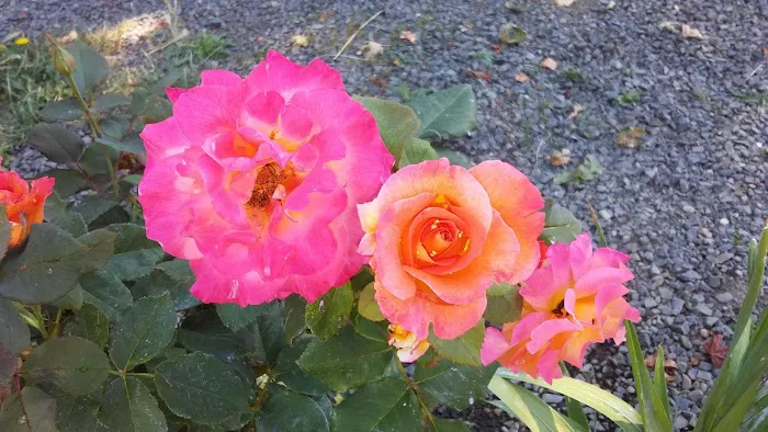 Albany RV and Trailer Park Picture 2