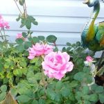 Albany RV and Trailer Park