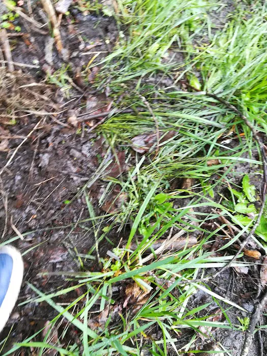 Sequoia Estates Mobile Home Park Picture 9