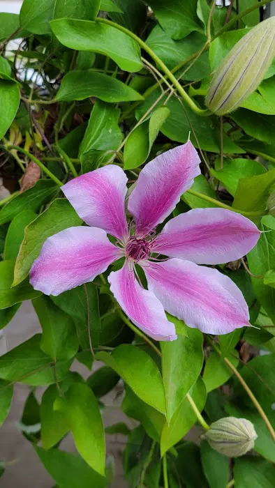 Periwinkle Mobile Park Picture 1