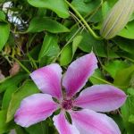 Periwinkle Mobile Park