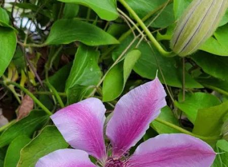 Periwinkle Mobile Park