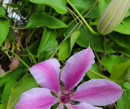 Periwinkle Mobile Park