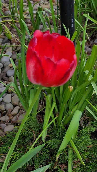 Periwinkle Mobile Park Picture 2