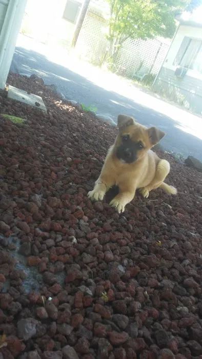 Periwinkle Mobile Park Picture 5