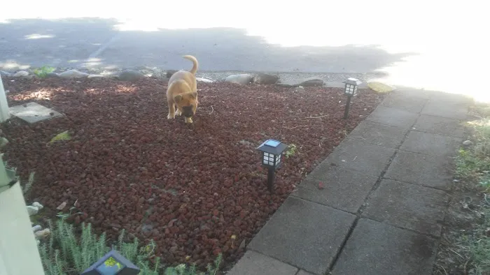 Periwinkle Mobile Park Picture 7