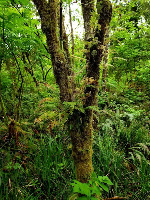 Tillamook Bay City RV Park Inc Picture 8