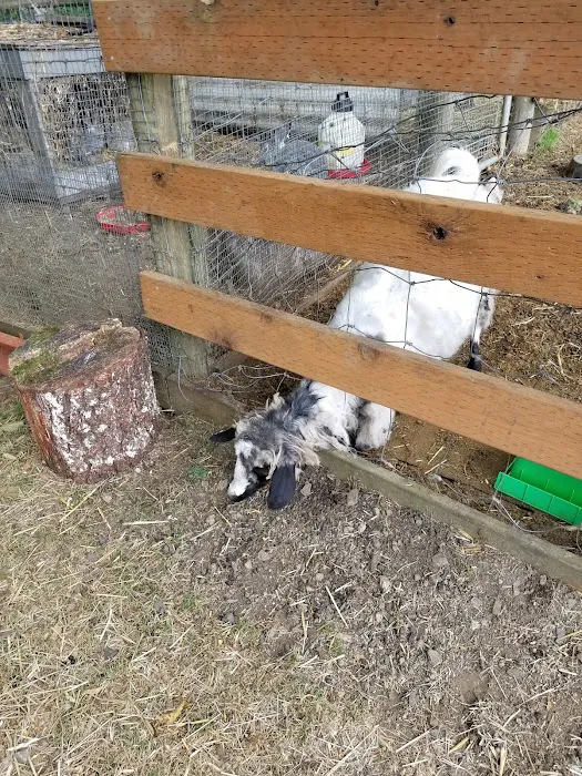 Tillamook RV Park Picture 8