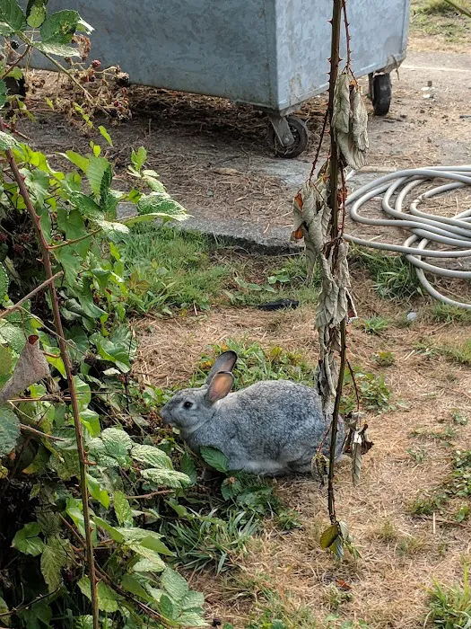 Tillamook RV Park Picture 2