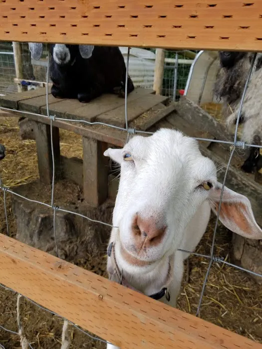 Tillamook RV Park Picture 6