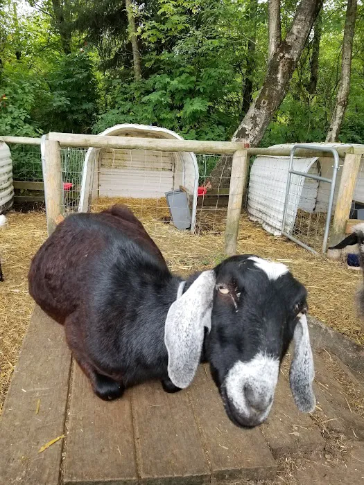 Tillamook RV Park Picture 7