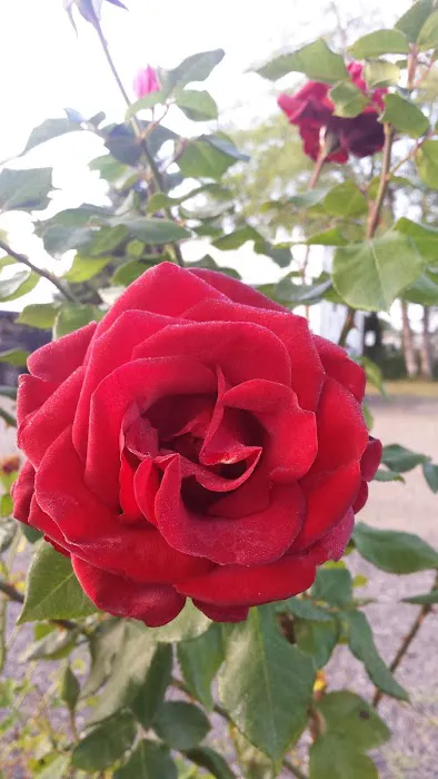 Tillamook RV Park Picture 3